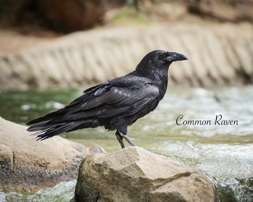Common Raven - ML87977031
