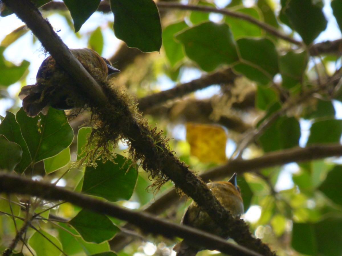 Güdük Barbet - ML87977491