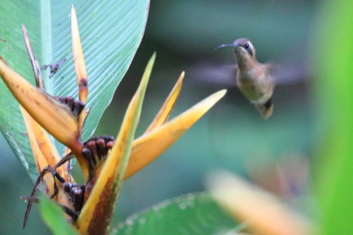 Пестрогорлый колибри-отшельник - ML87980251
