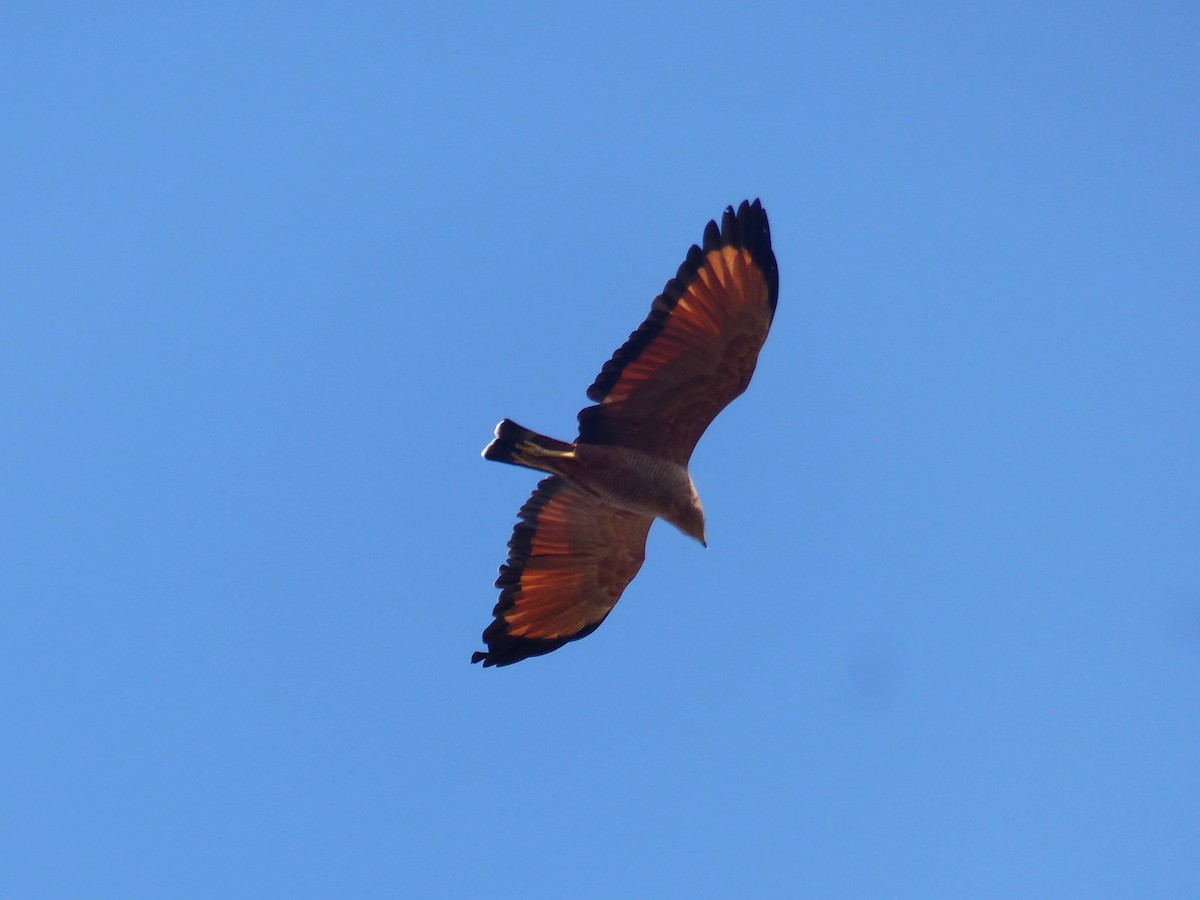 Savanna Hawk - ML87982011