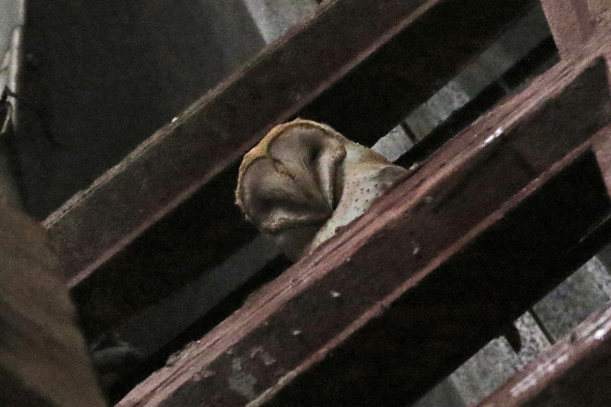 Barn Owl - ML87982141