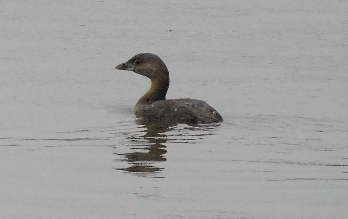 Pied-billed Grebe - ML87983101