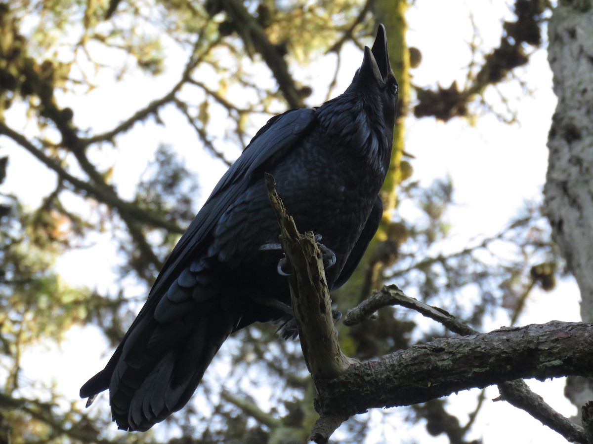 Common Raven - ML87983821