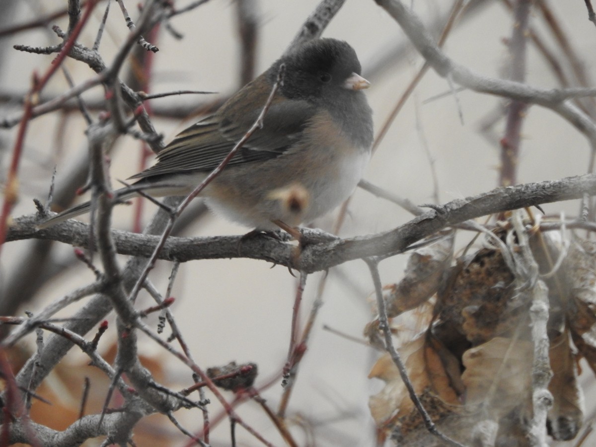 Dark-eyed Junco - ML87984211