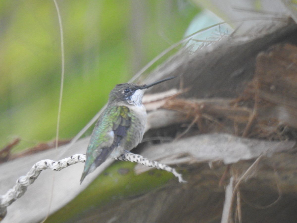 Ruby-throated Hummingbird - elwood bracey