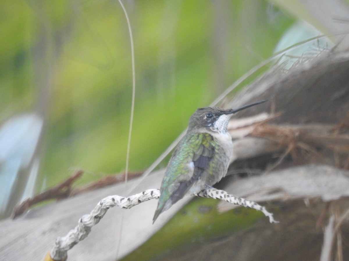 Colibrí Gorjirrubí - ML87985001