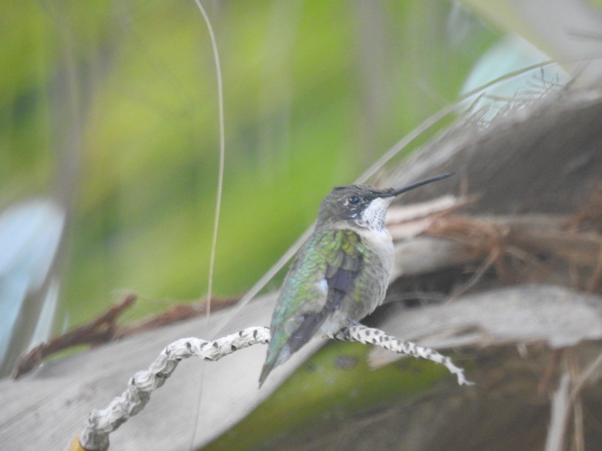 Colibrí Gorjirrubí - ML87985071