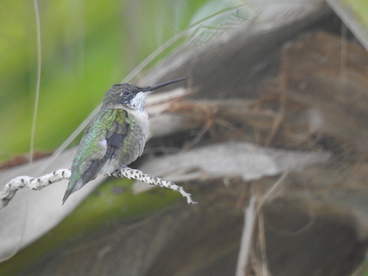 Colibrí Gorjirrubí - ML87985121