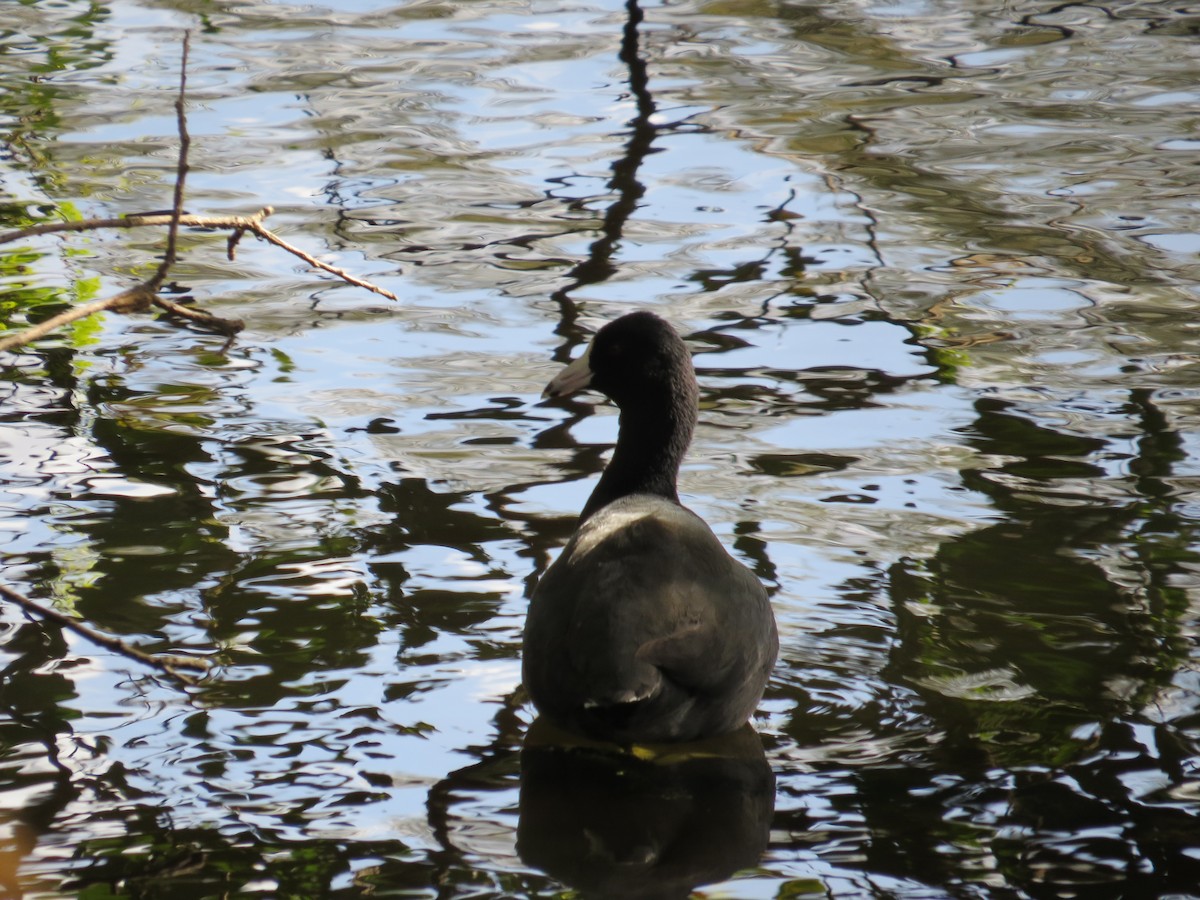 American Coot (Red-shielded) - ML87985171