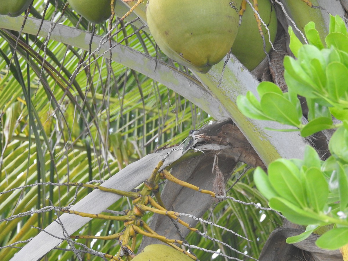 Ruby-throated Hummingbird - ML87985571