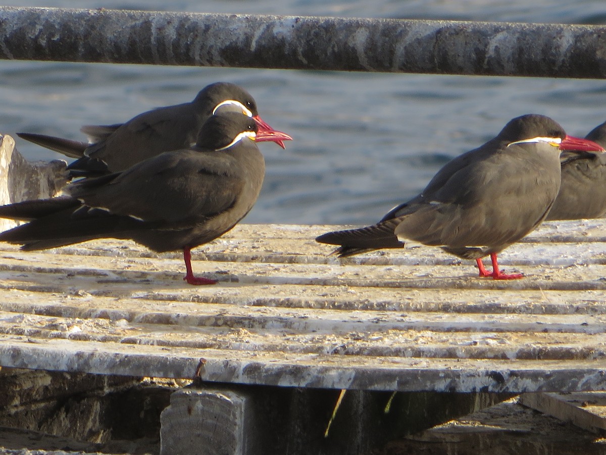 Inca Tern - ML87985601