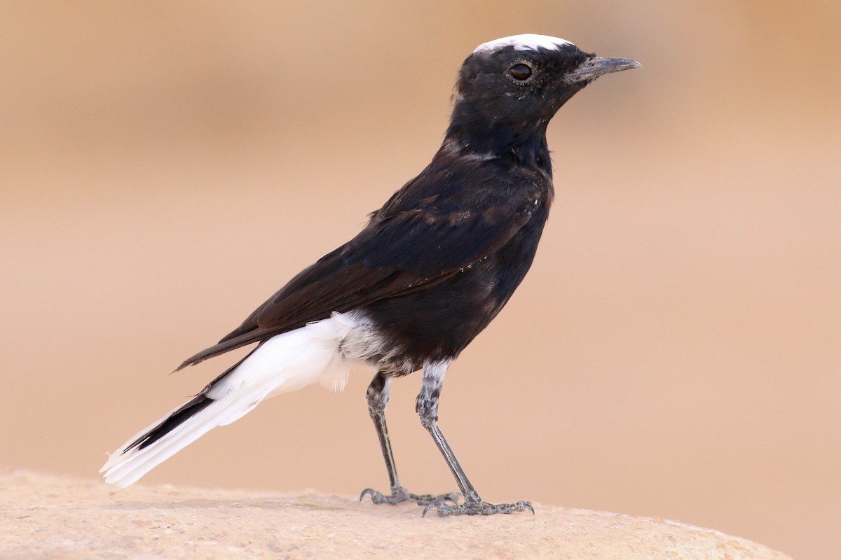 White-crowned Wheatear - ML87985701