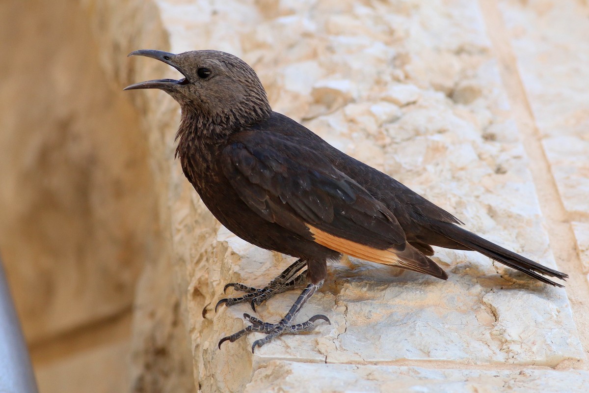 Tristram's Starling - Paul Fenwick