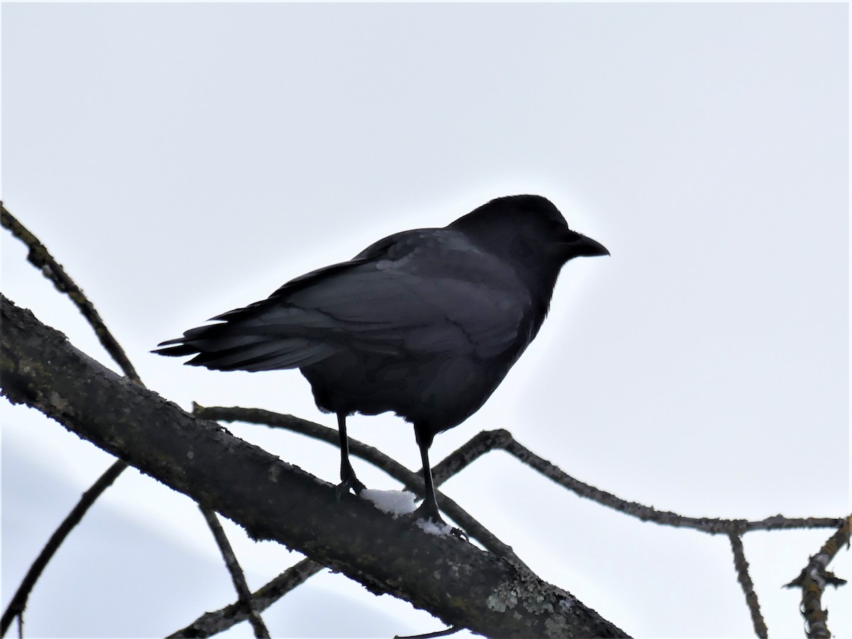 American Crow - ML87987401