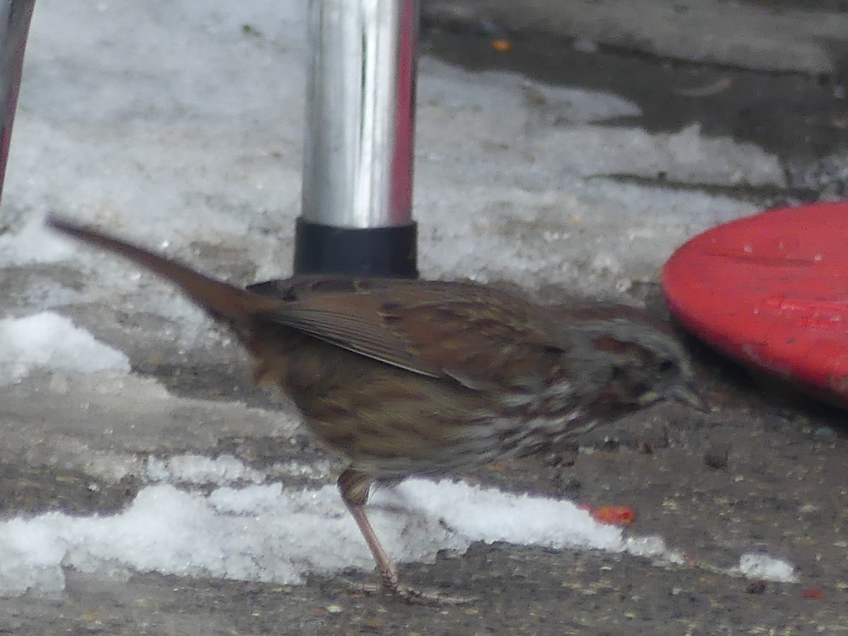 Song Sparrow - ML87988021