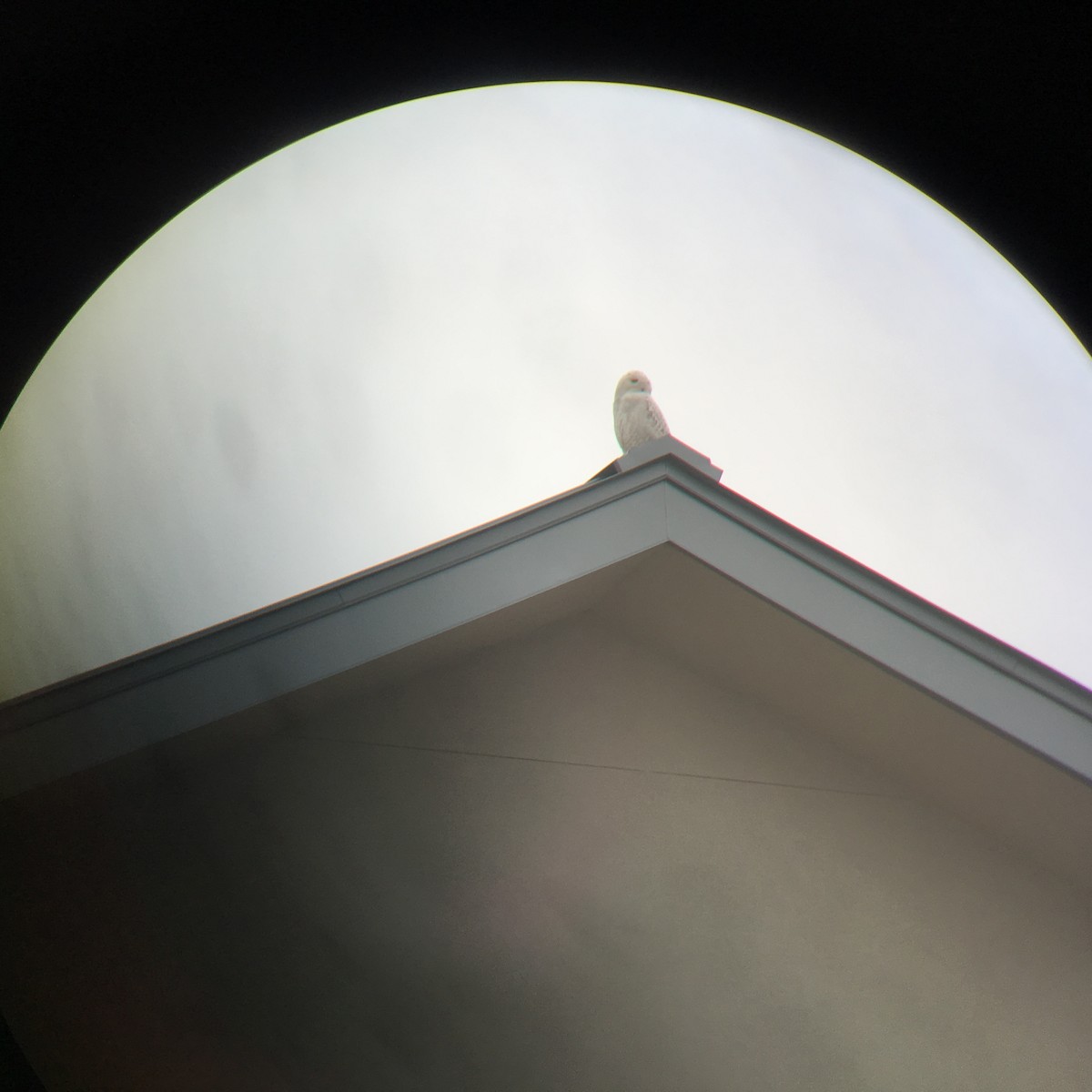 Snowy Owl - ML87990811