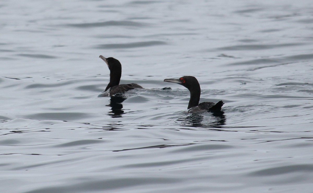 Guanay Cormorant - ML87991081