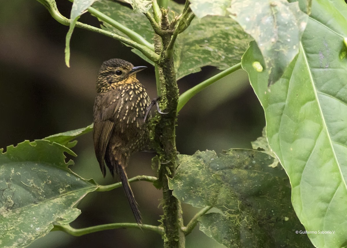 Spotted Barbtail - Guillermo  Saborío Vega