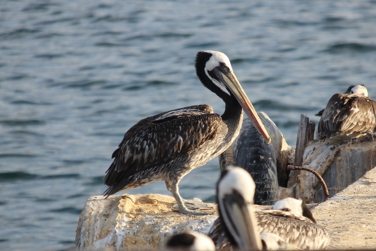 Peruvian Pelican - ML87991141