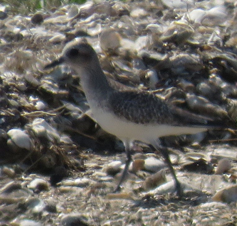 Black-bellied Plover - ML87991161