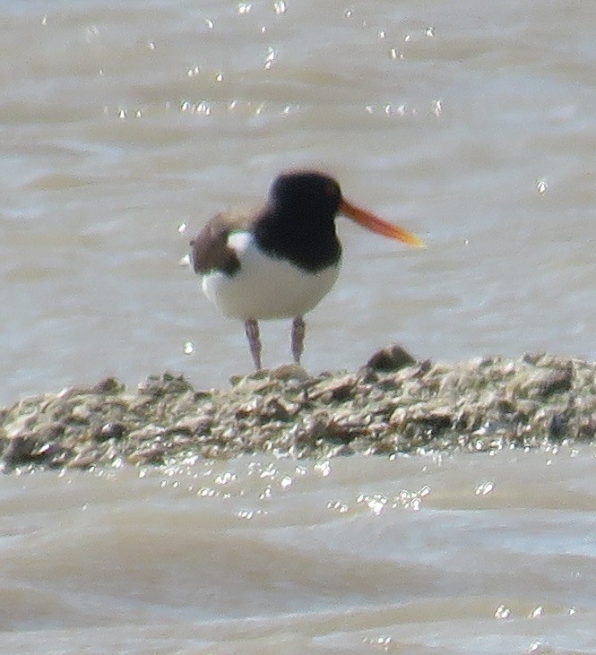 American Oystercatcher - ML87991231