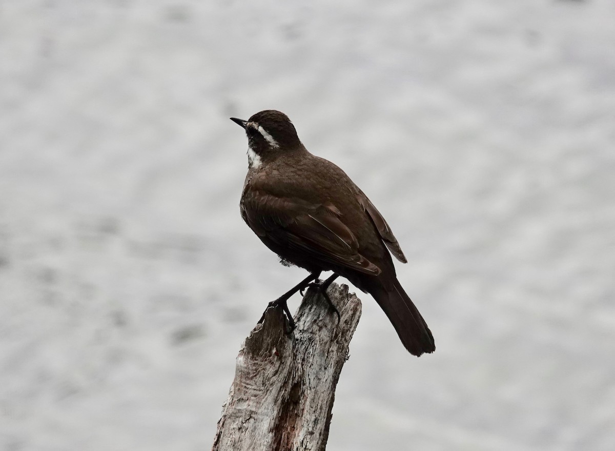 Remolinera Araucana - ML87994231