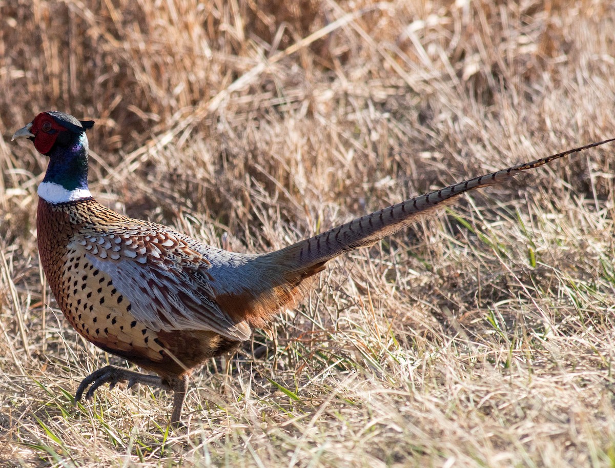 Ring-necked Pheasant - Eric Zawatski