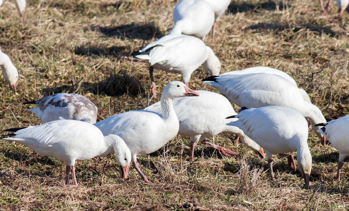 Snow Goose - Eric Zawatski