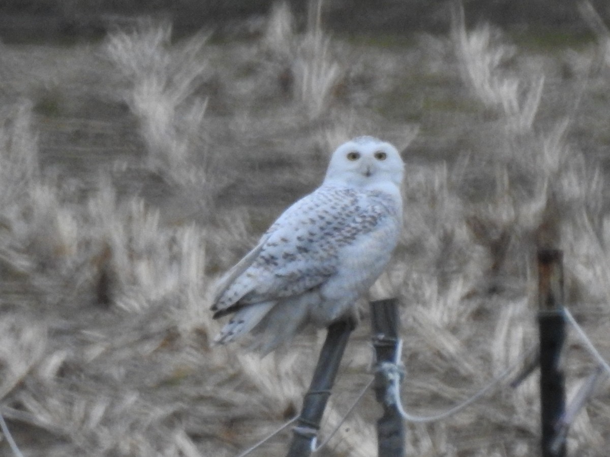 Snowy Owl - ML87995141