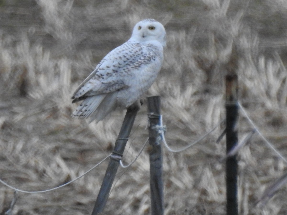 Snowy Owl - ML87995161