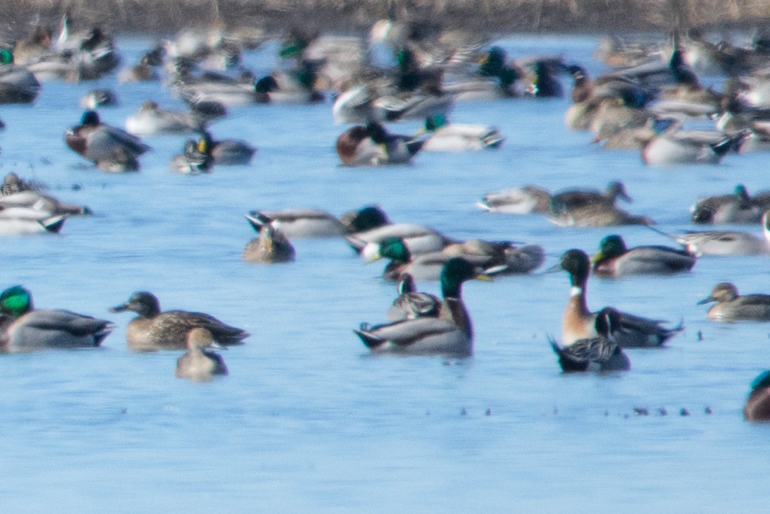 Mallard x Northern Pintail (hybrid) - ML87996121