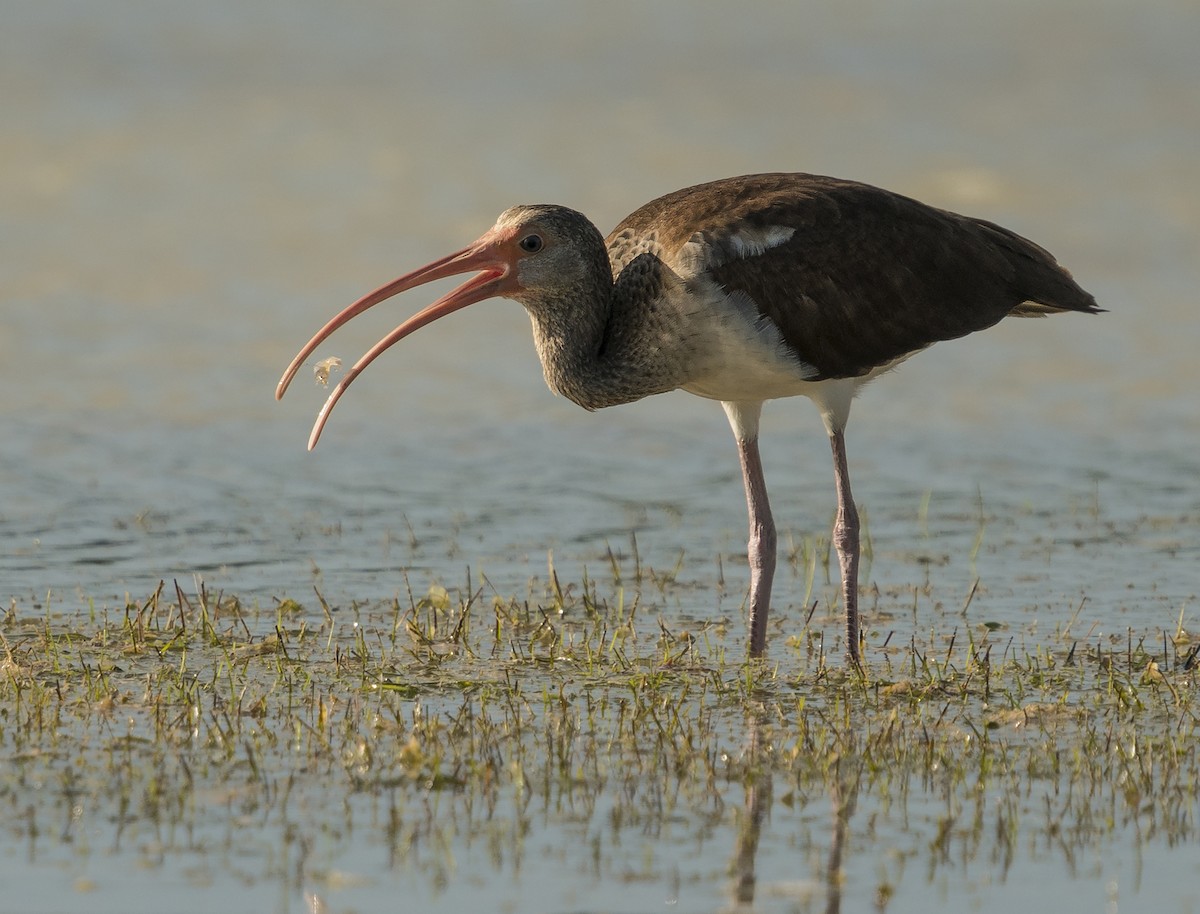 White Ibis - ML88001801