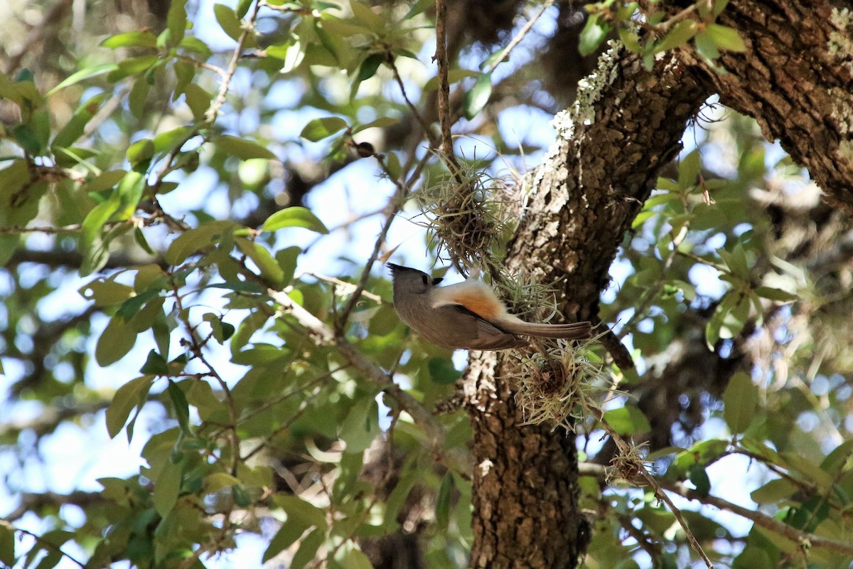 Black-crested Titmouse - Lew Johnson