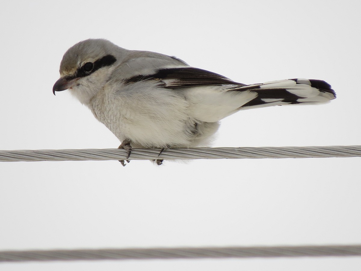 Northern Shrike - Marya Moosman