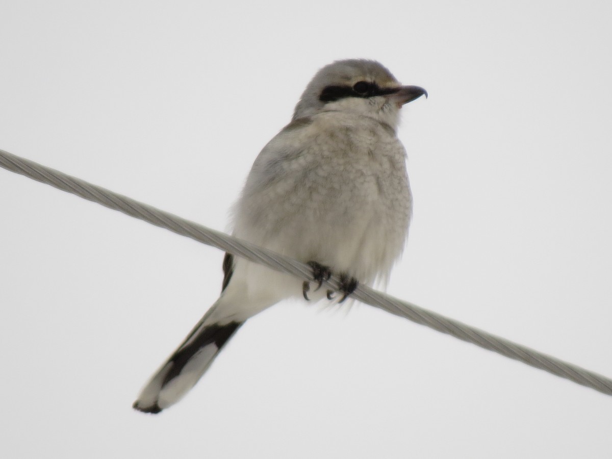 Northern Shrike - Marya Moosman