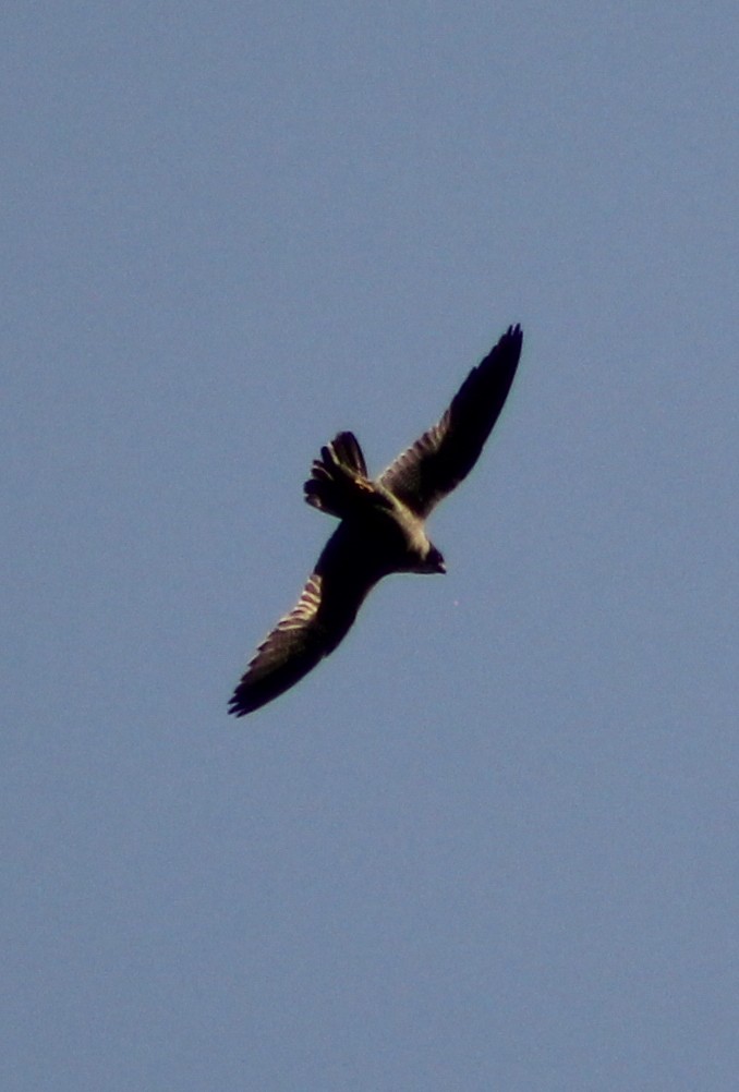 Peregrine Falcon - Mario Trejo