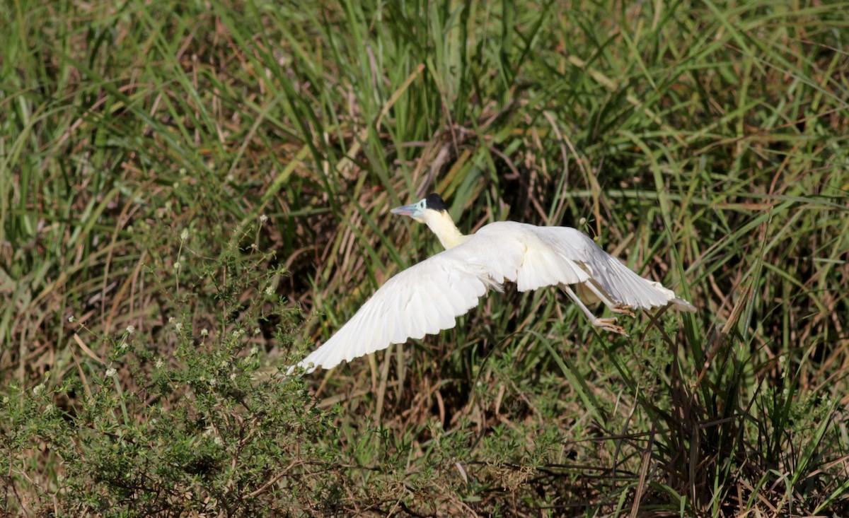 Capped Heron - Jay McGowan