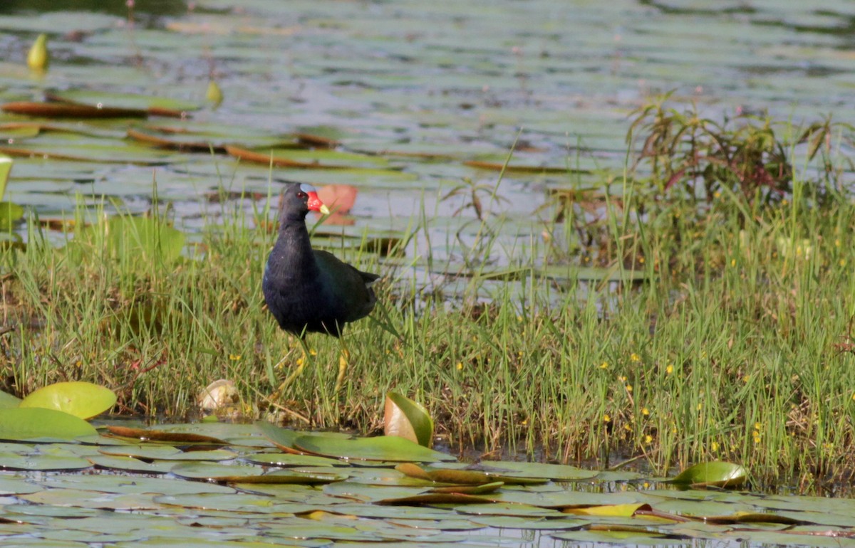 Purple Gallinule - ML88007581