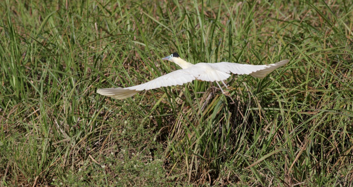 Capped Heron - Jay McGowan