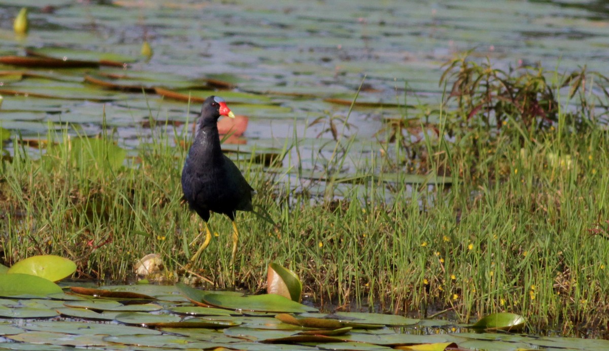 Purple Gallinule - ML88007701