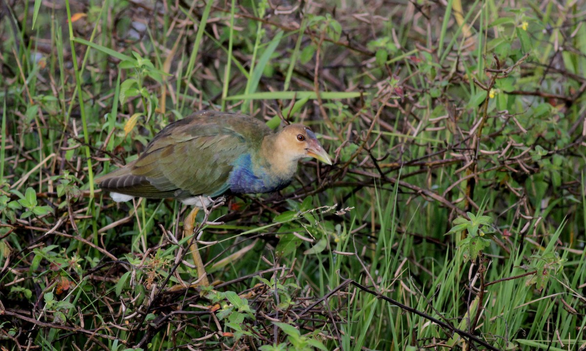 Purple Gallinule - ML88007891