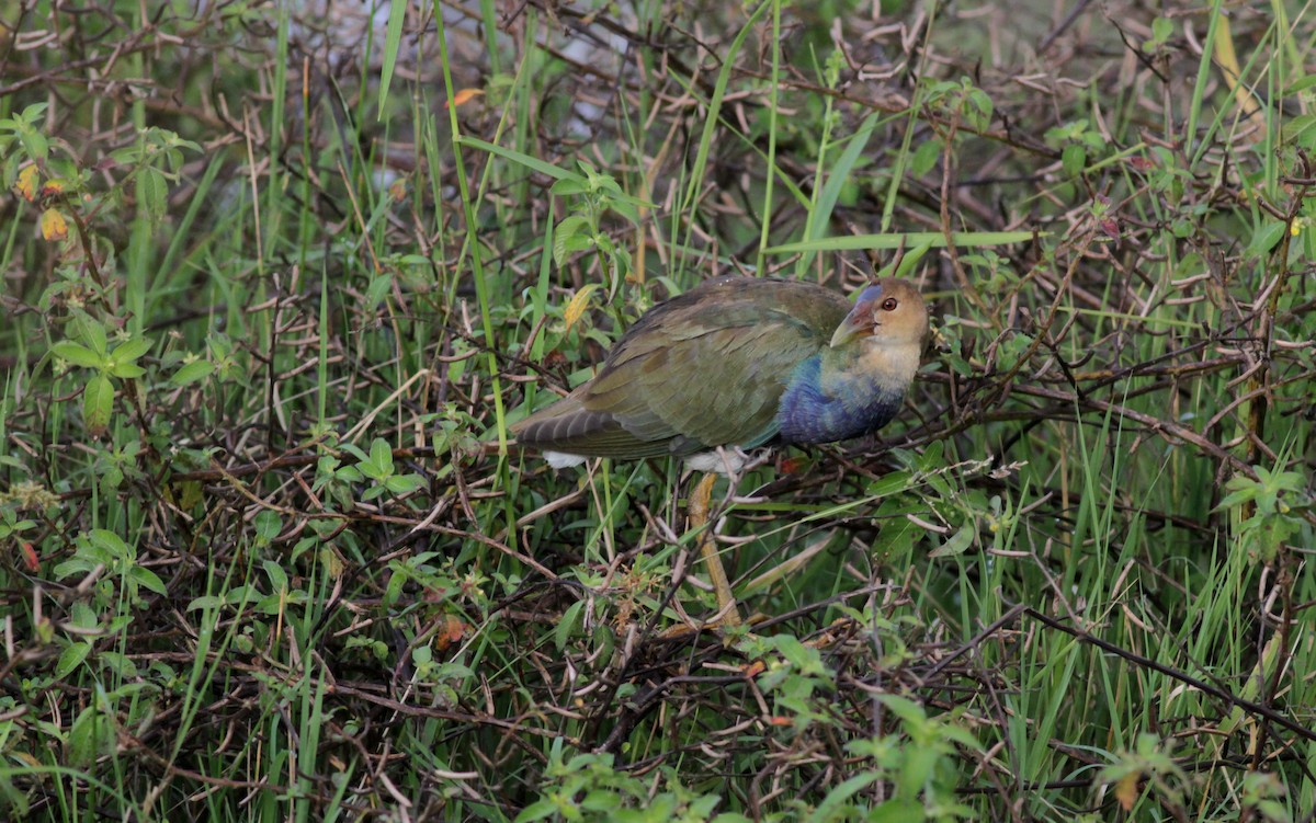 Purple Gallinule - ML88008071