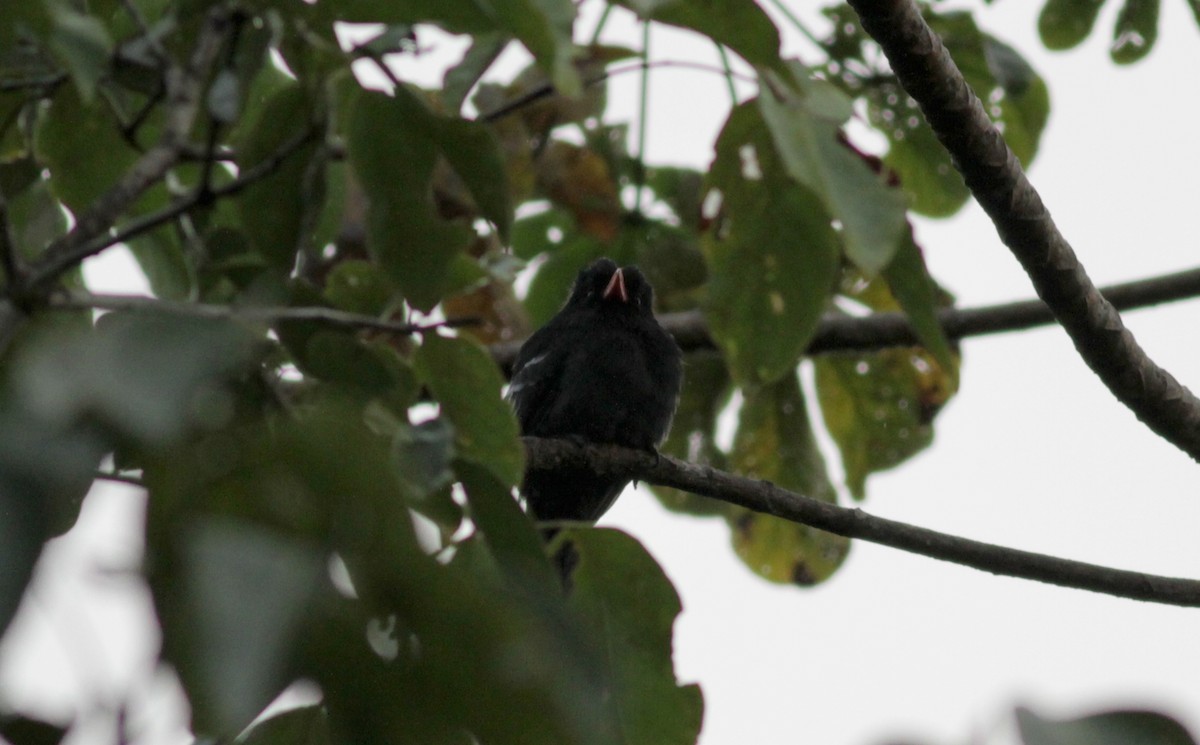 Weißschulter-Faulvogel - ML88010311