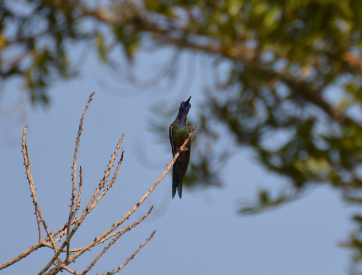 Swallow-tailed Hummingbird - Doug Overacker