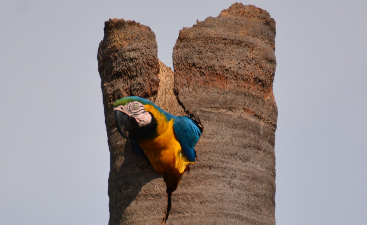 Blue-and-yellow Macaw - Doug Overacker