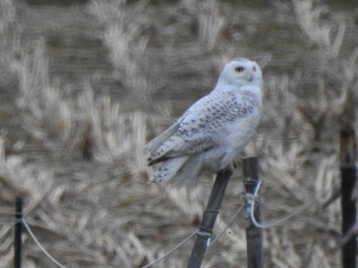Snowy Owl - ML88010961