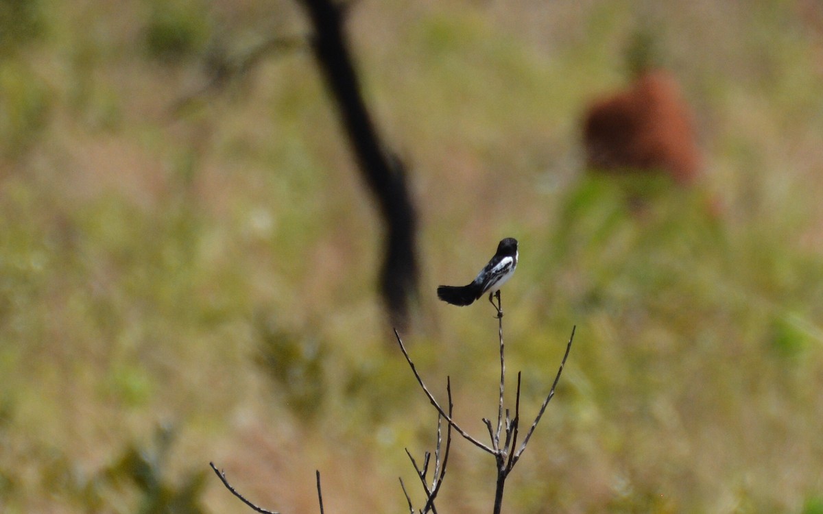 Cock-tailed Tyrant - ML88011181