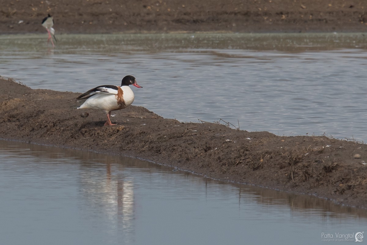 Common Shelduck - ML88013981