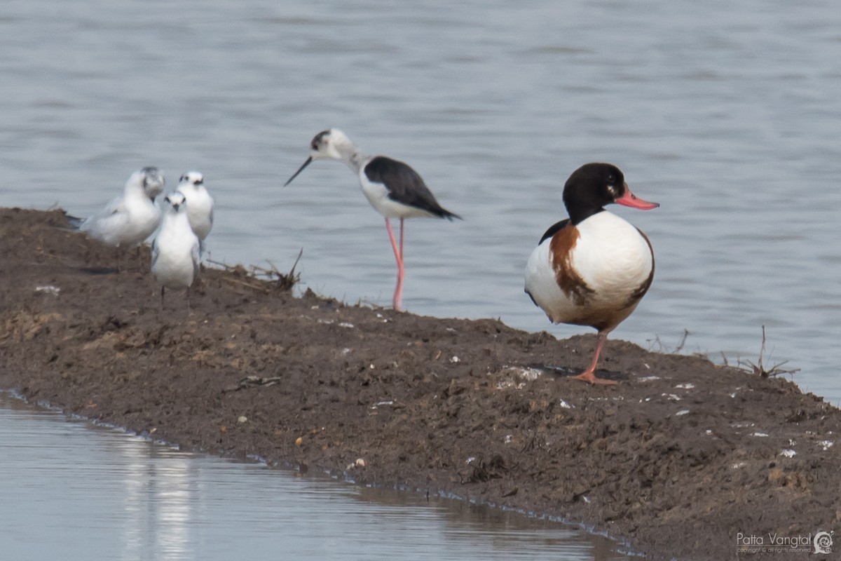 Common Shelduck - ML88013991