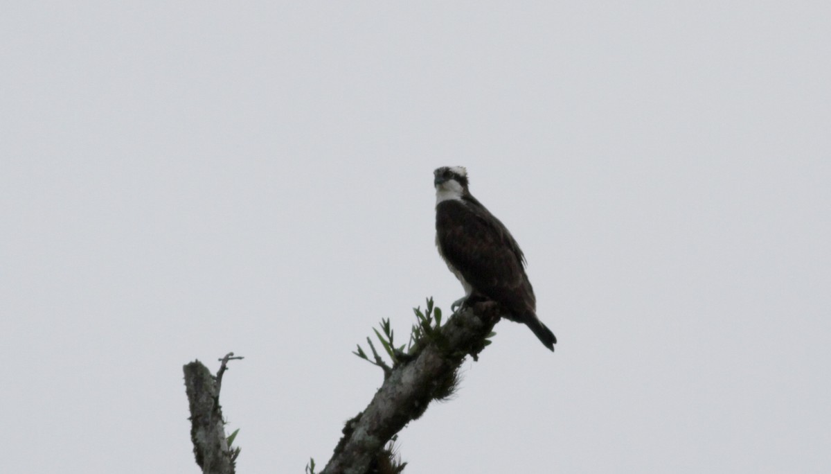 Osprey - Jay McGowan